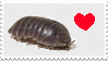 isopod
